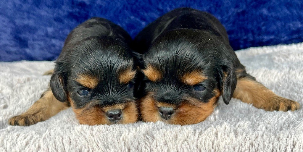 des vents d'océan - Chiots disponibles - Cavalier King Charles Spaniel