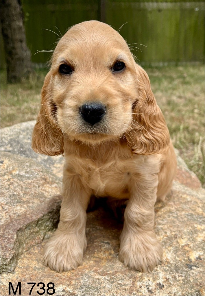 des vents d'océan - Cocker Spaniel Anglais - Portée née le 08/05/2025
