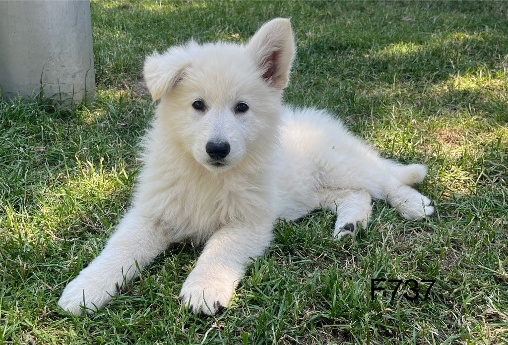 des vents d'océan - Chiots disponibles - Berger Blanc Suisse