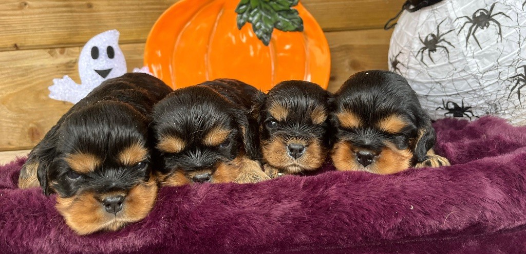 Des Vents D'Océan - Chiots disponibles - Cavalier King Charles Spaniel