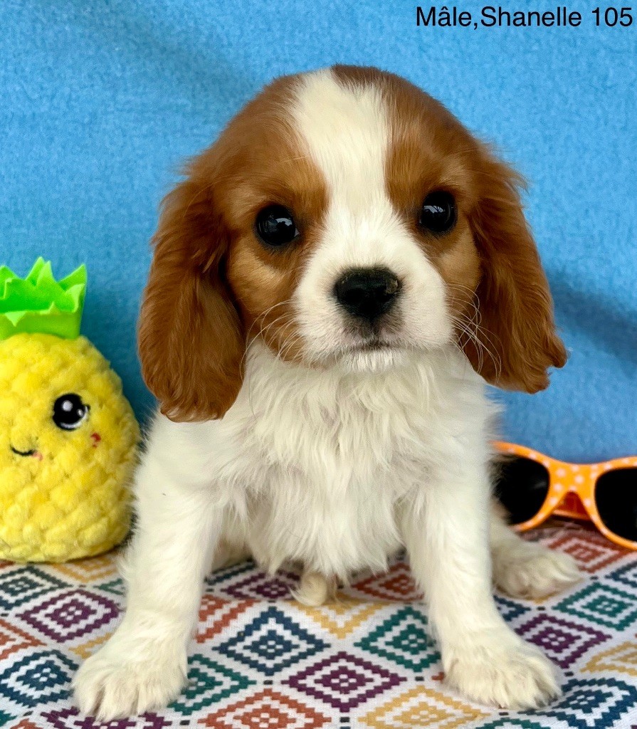 des vents d'océan - Chiots disponibles - Cavalier King Charles Spaniel