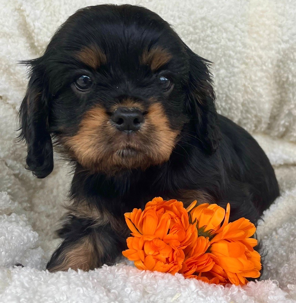 des vents d'océan - Chiots disponibles - Cavalier King Charles Spaniel