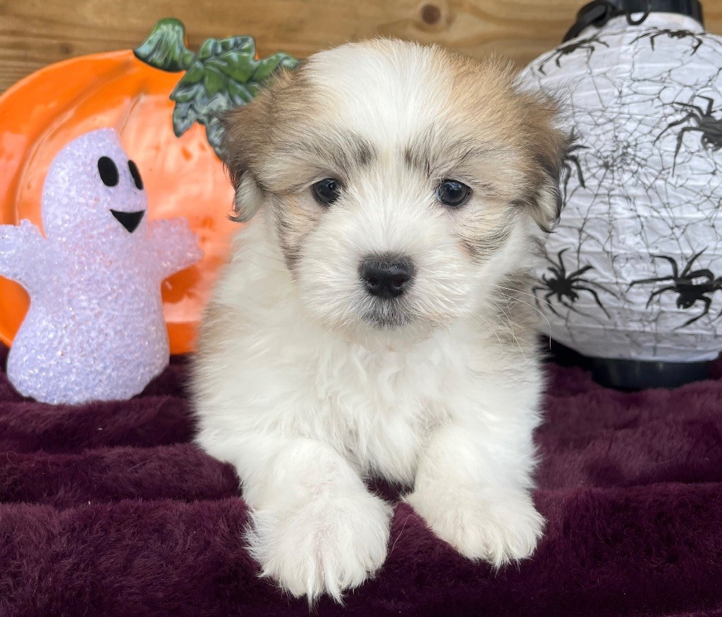 Des Vents D'Océan - Chiots disponibles - Coton de Tulear