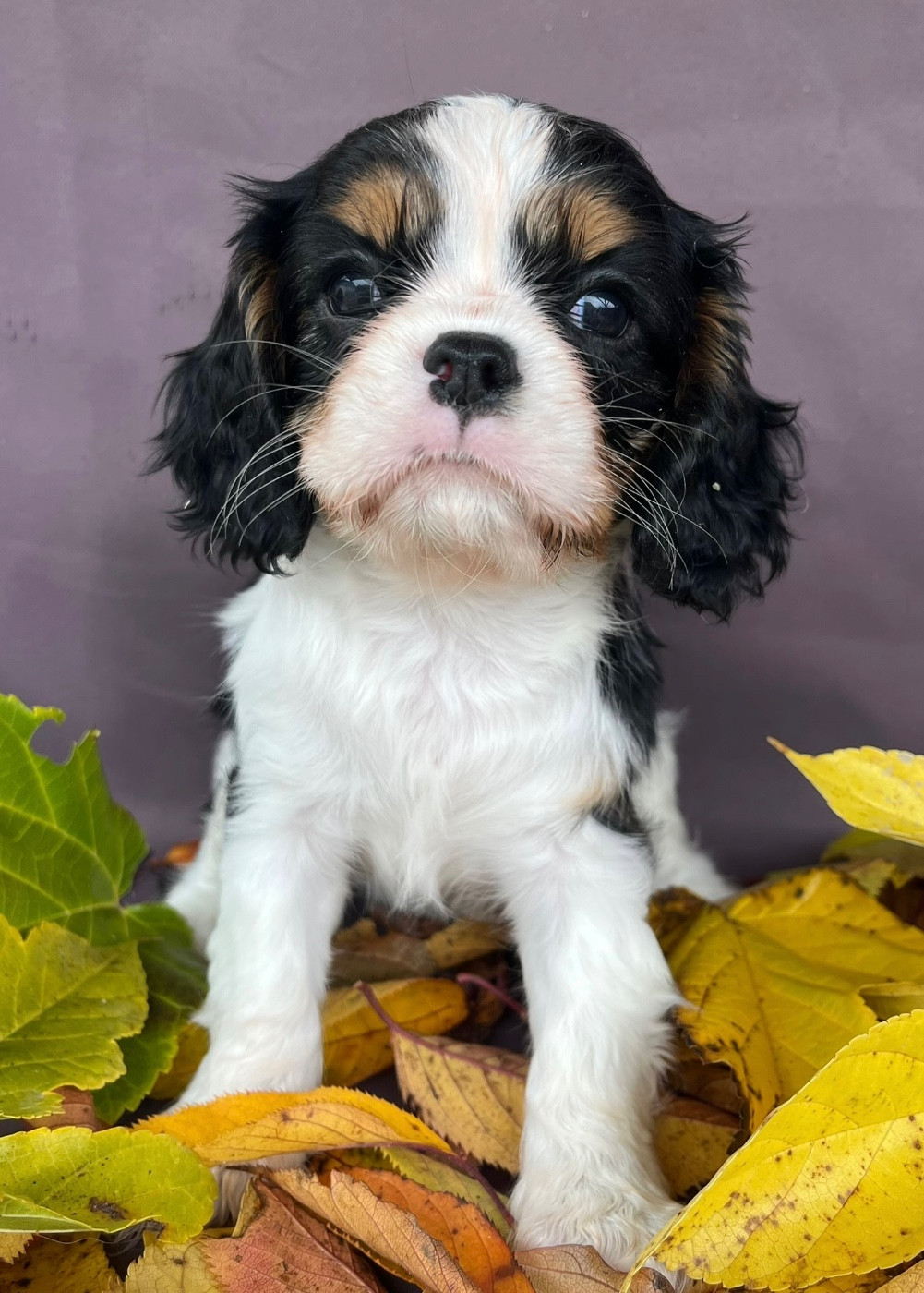 Des Vents D'Océan - Cavalier King Charles Spaniel - Portée née le 19/09/2025