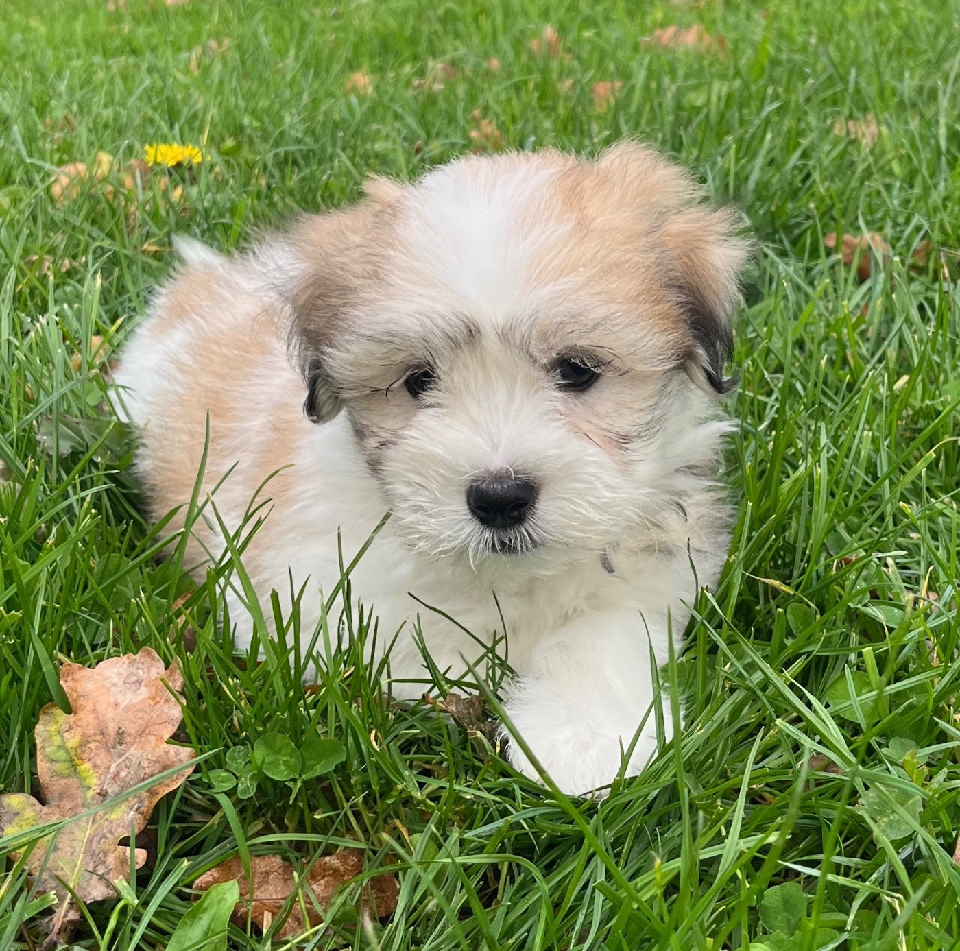 Des Vents D'Océan - Chiots disponibles - Coton de Tulear