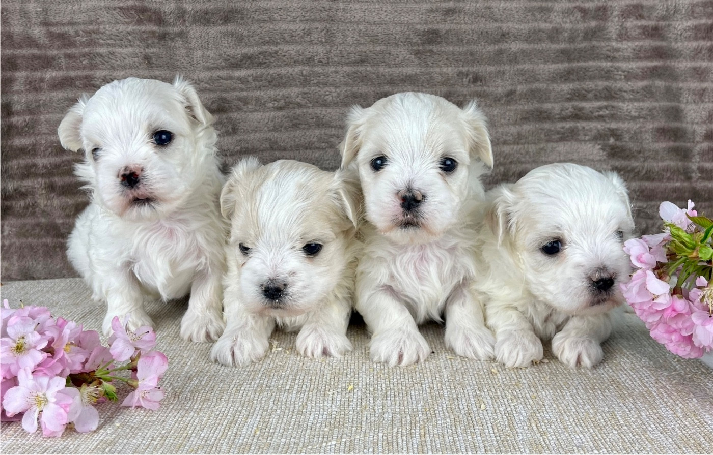 Des Vents D'Océan - Chiots disponibles - Bichon maltais