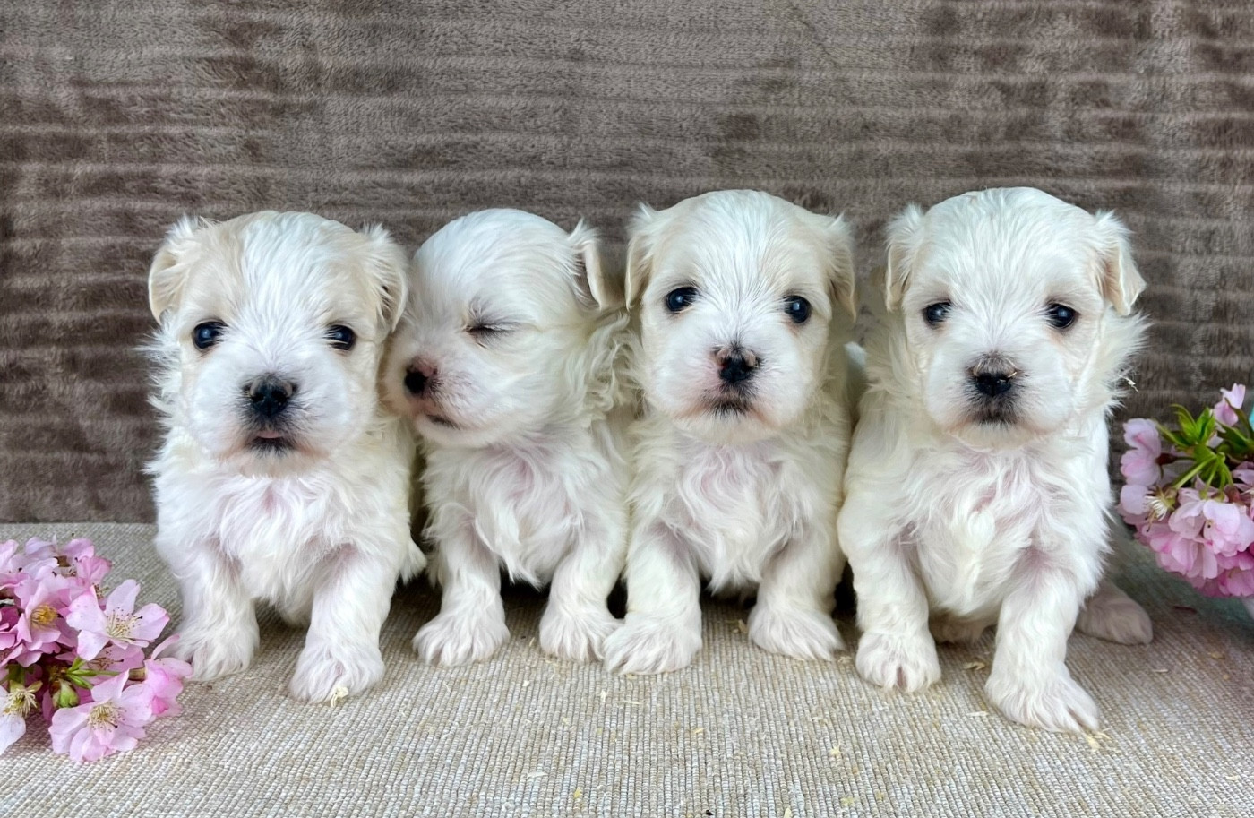 Des Vents D'Océan - Chiots disponibles - Bichon maltais