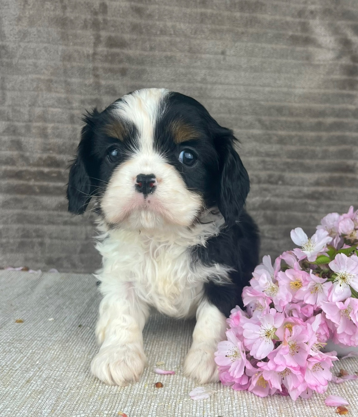 Des Vents D'Océan - Chiots disponibles - Cavalier King Charles Spaniel