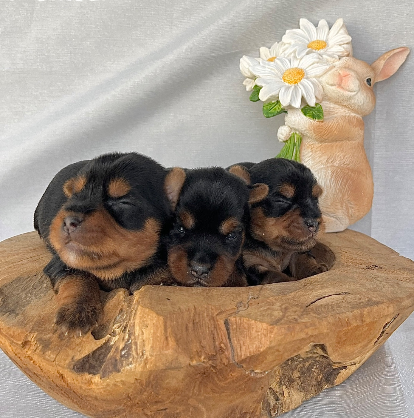 Des Vents D'Océan - Chiots disponibles - Yorkshire Terrier