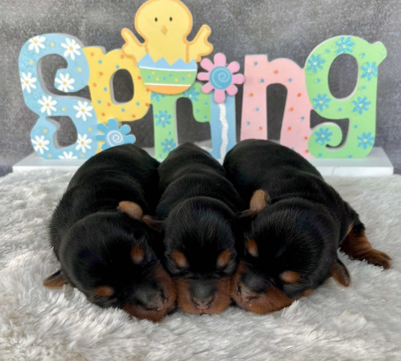 Des Vents D'Océan - Chiots disponibles - Yorkshire Terrier