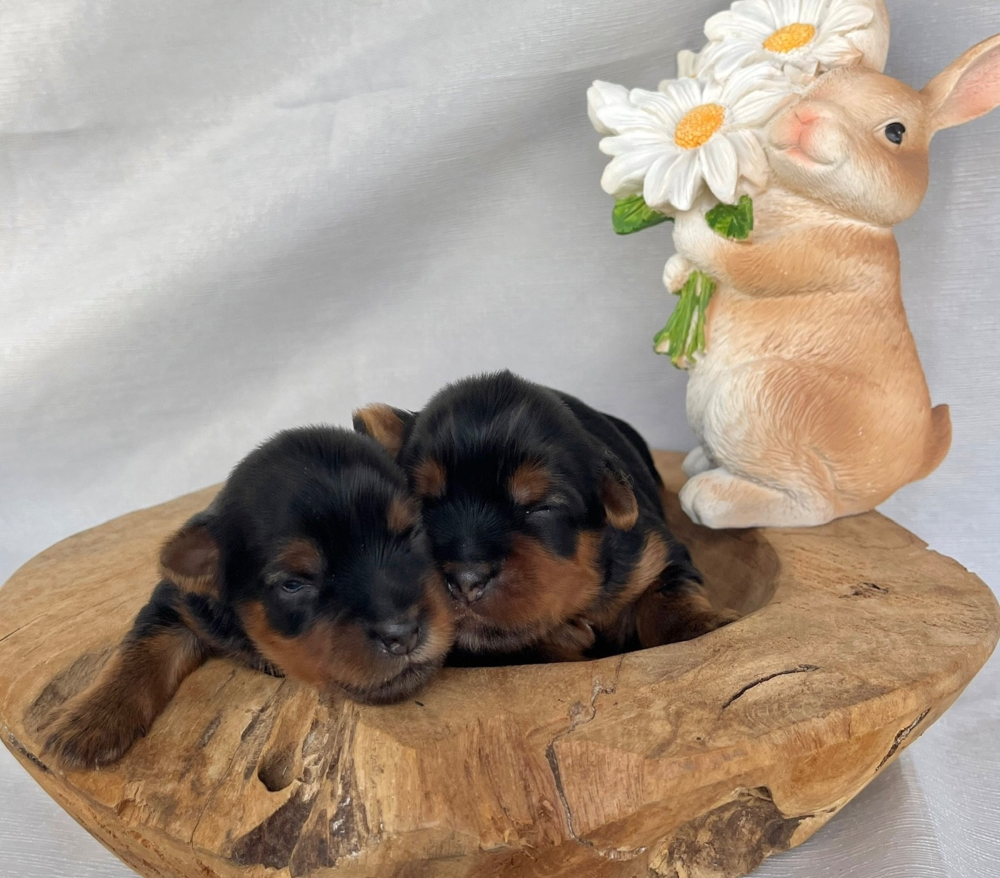 Des Vents D'Océan - Chiots disponibles - Yorkshire Terrier