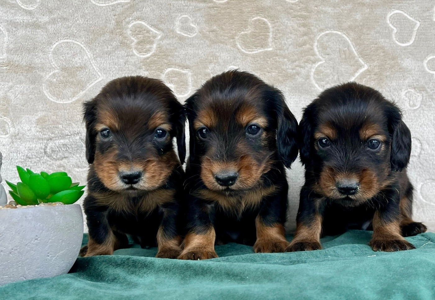 Des Vents D'Océan - Chiots disponibles - Teckel poil long