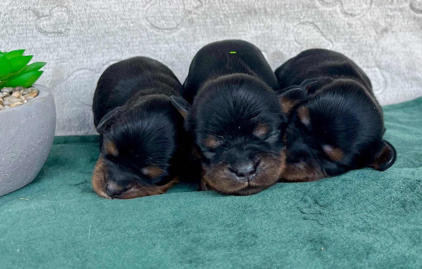 Des Vents D'Océan - Chiots disponibles - Cavalier King Charles Spaniel