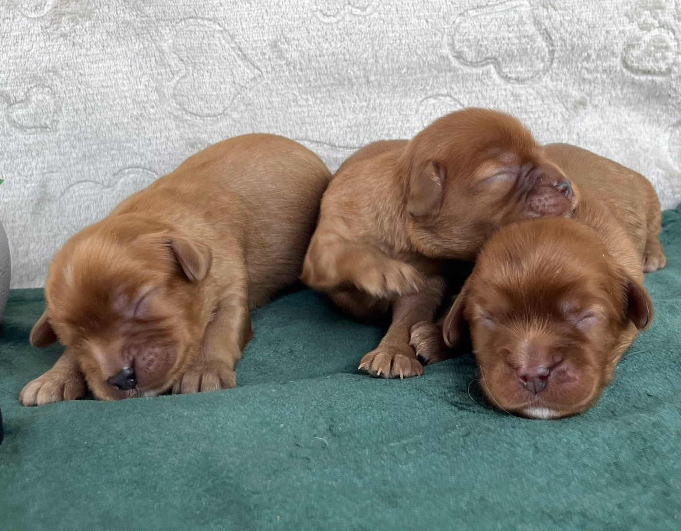 Des Vents D'Océan - Chiots disponibles - Cavalier King Charles Spaniel