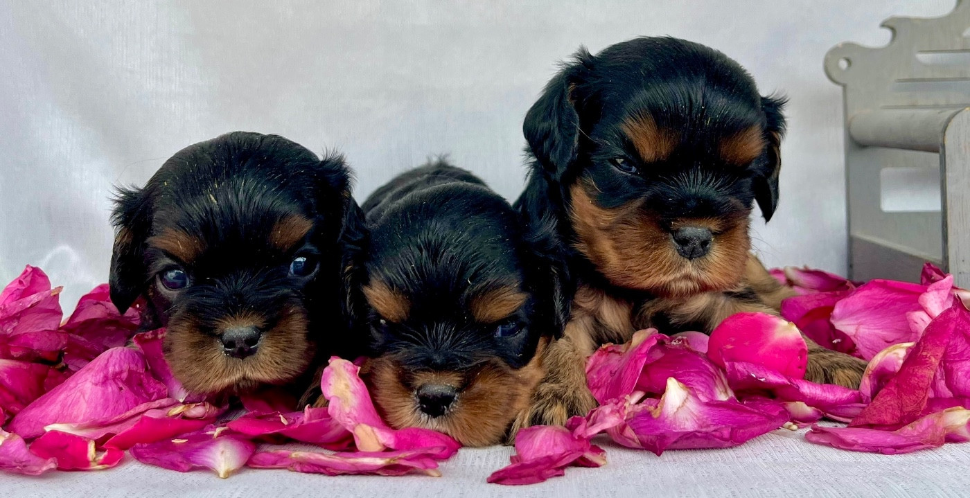 Des Vents D'Océan - Chiots disponibles - Cavalier King Charles Spaniel