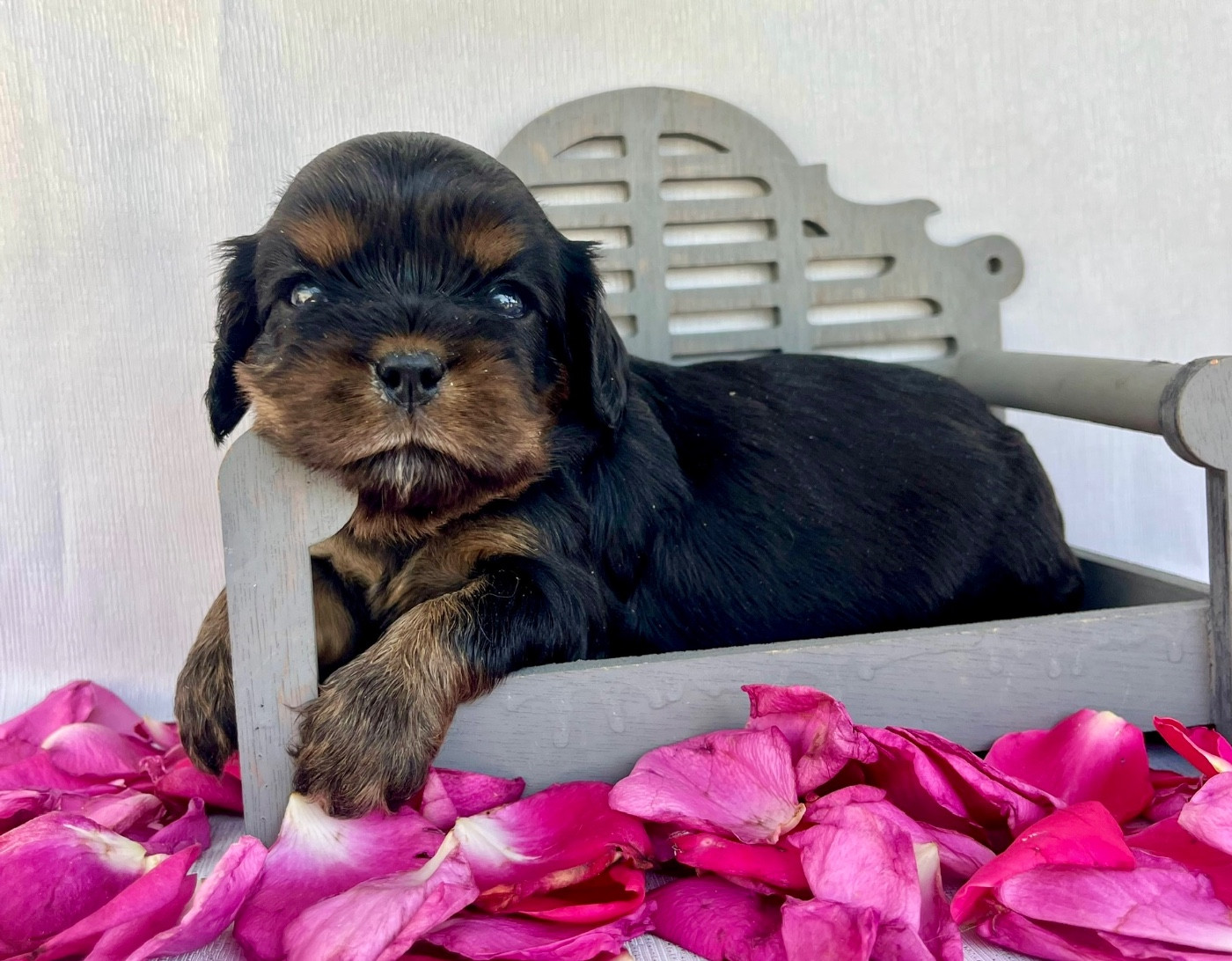 Des Vents D'Océan - Chiots disponibles - Cavalier King Charles Spaniel