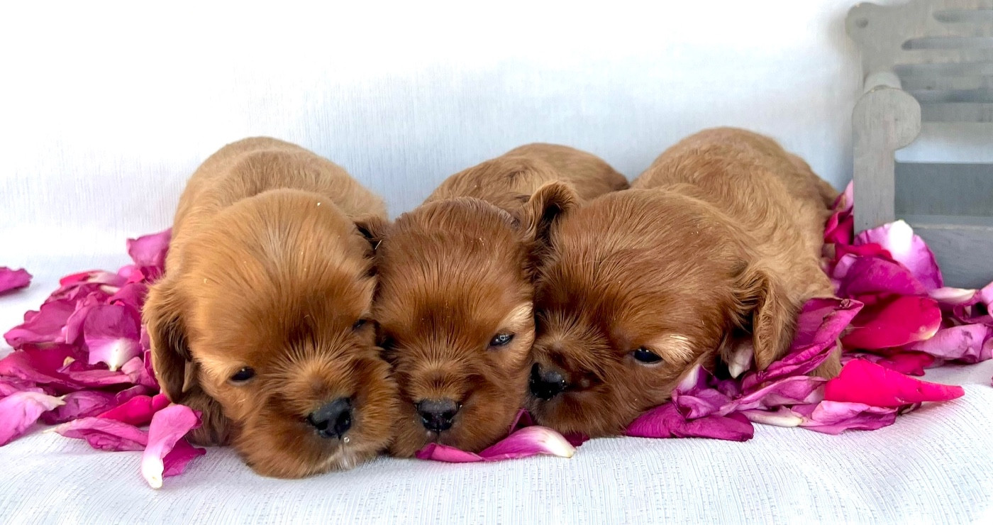 Des Vents D'Océan - Chiots disponibles - Cavalier King Charles Spaniel