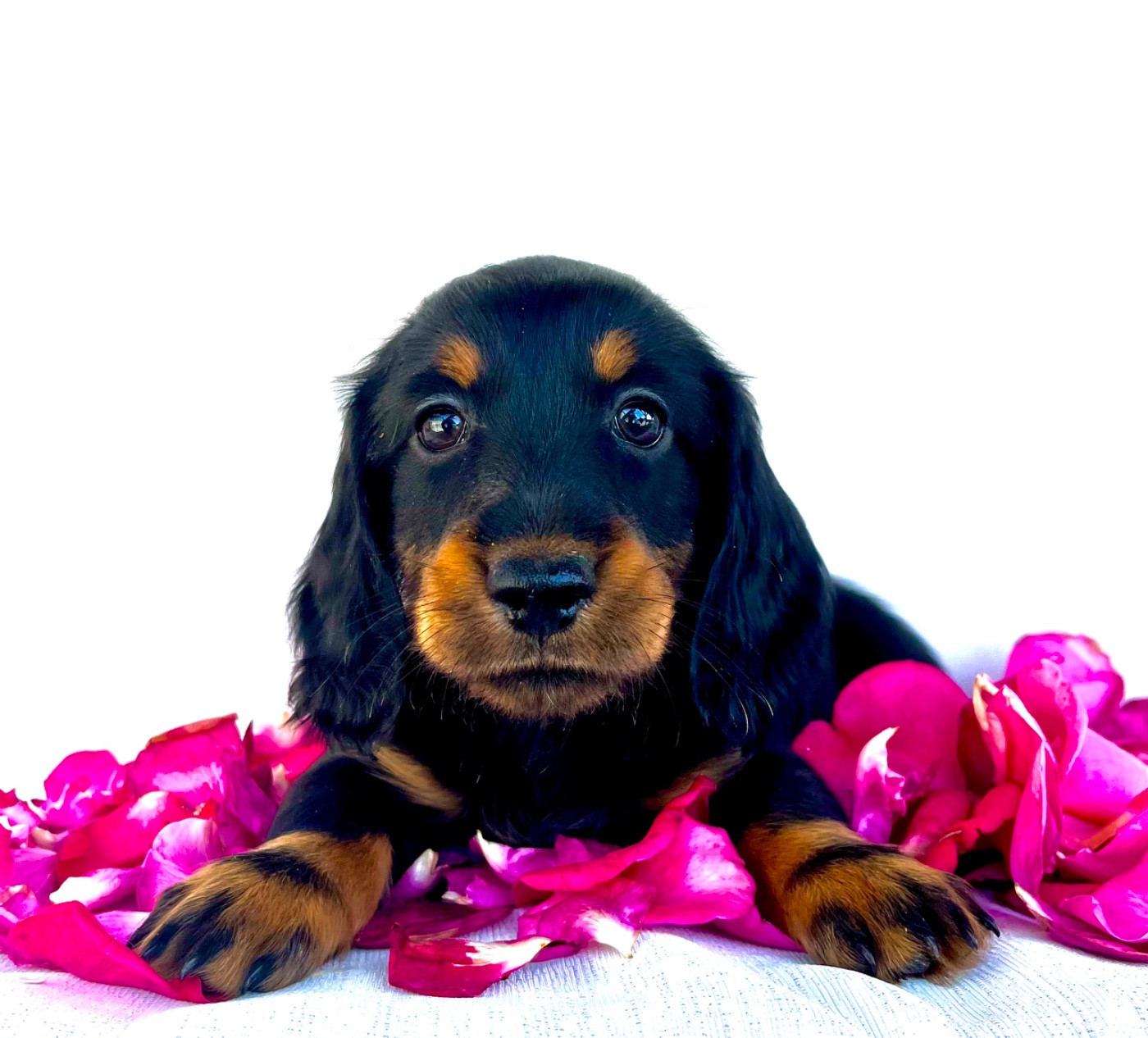 Des Vents D'Océan - Chiots disponibles - Teckel poil long