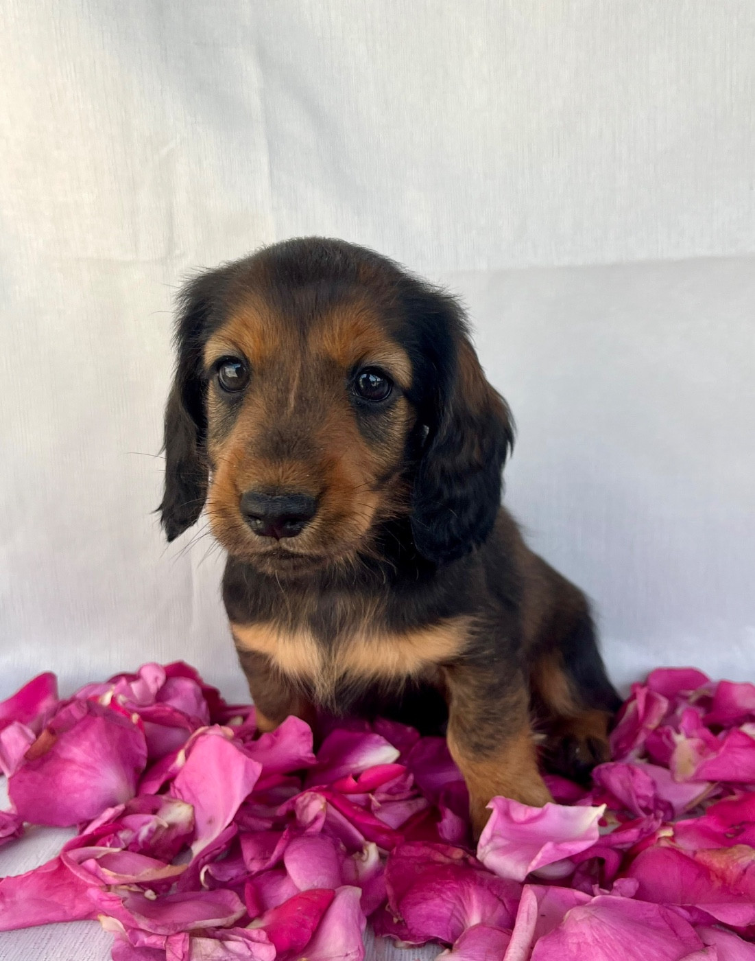 Des Vents D'Océan - Chiots disponibles - Teckel poil long
