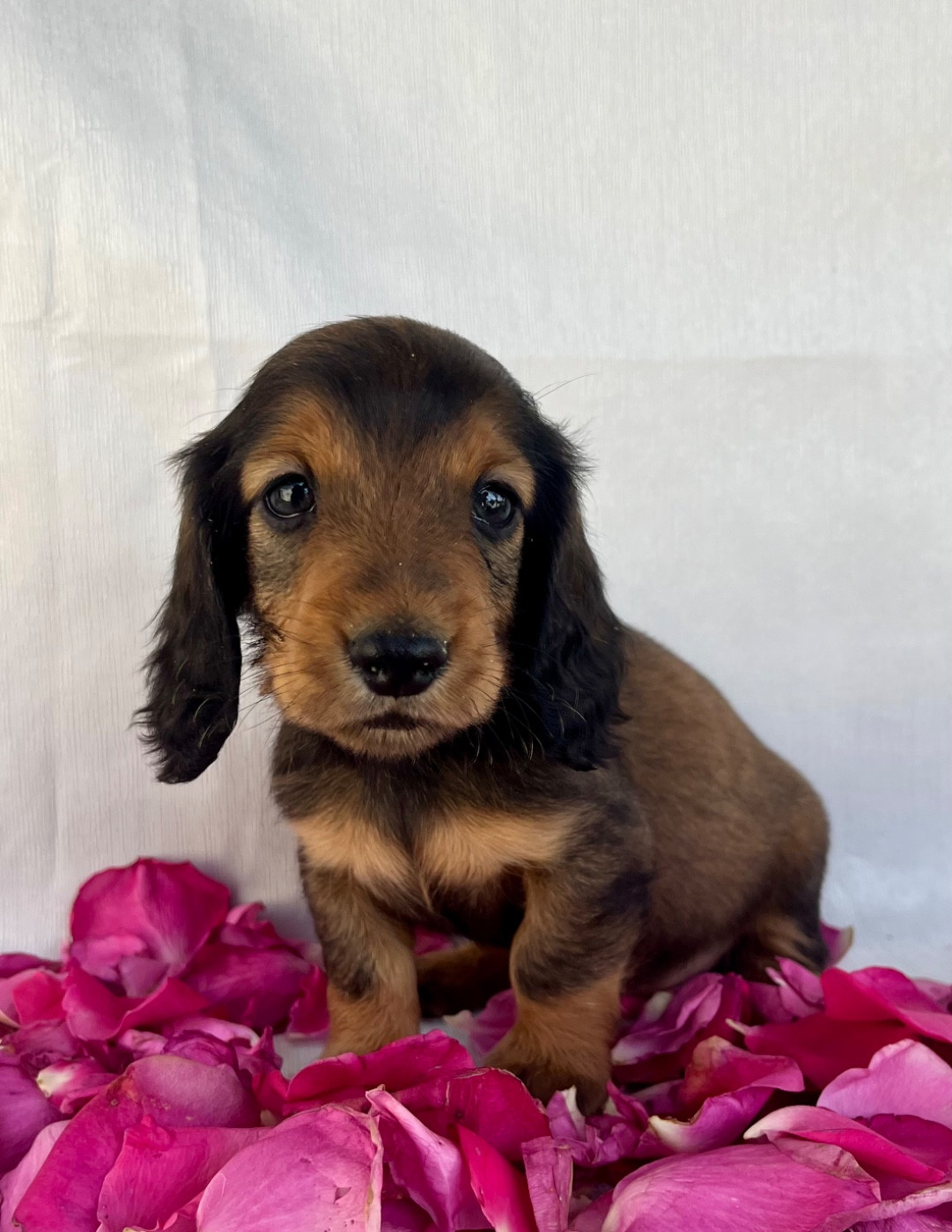 Des Vents D'Océan - Chiots disponibles - Teckel poil long