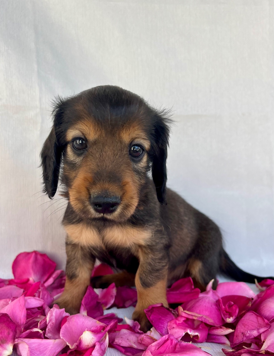 Des Vents D'Océan - Chiots disponibles - Teckel poil long