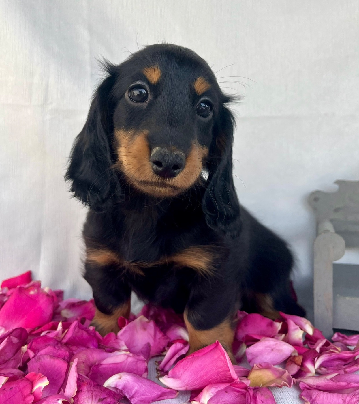 Des Vents D'Océan - Chiots disponibles - Teckel poil long