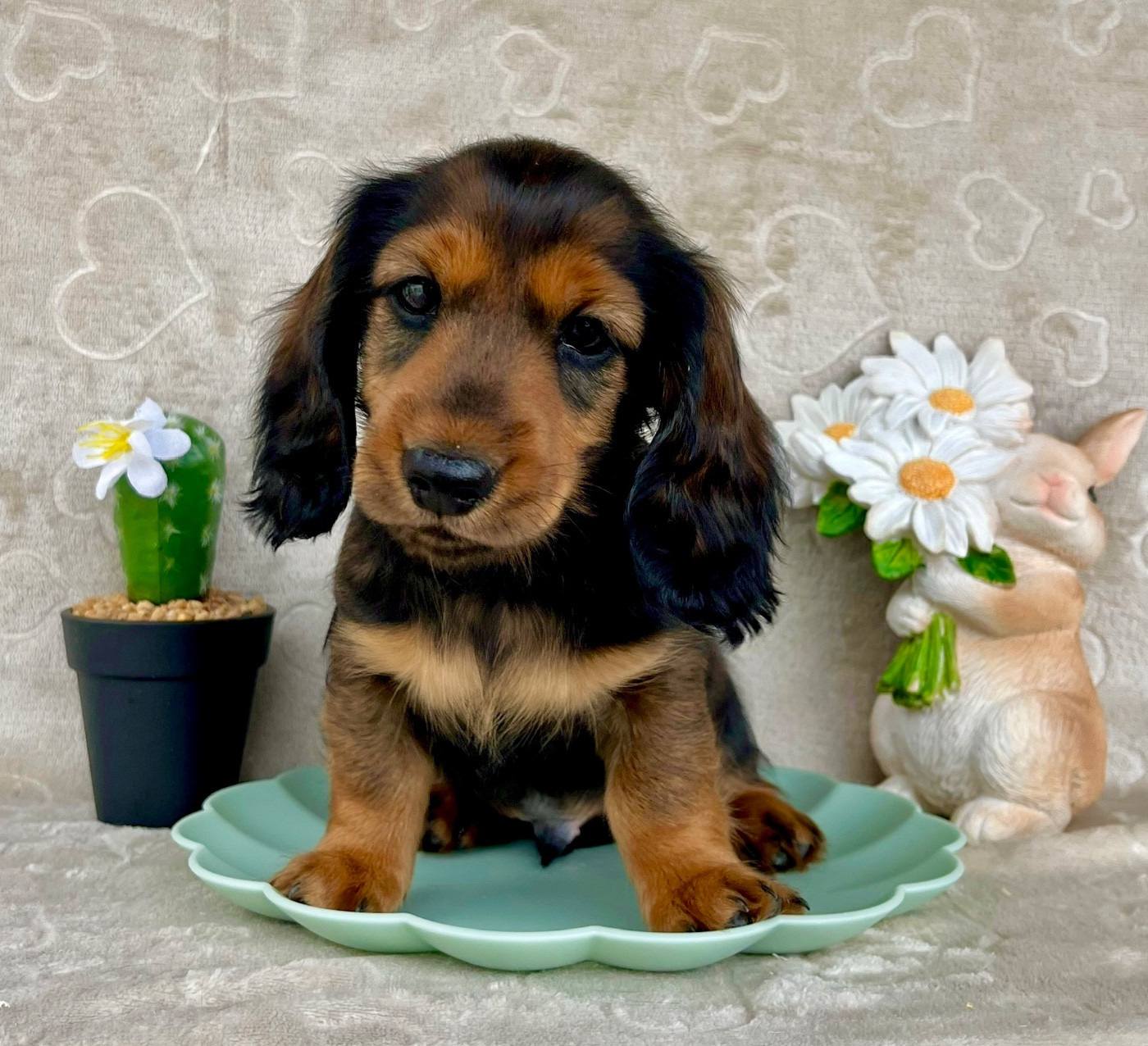 Des Vents D'Océan - Chiots disponibles - Teckel poil long