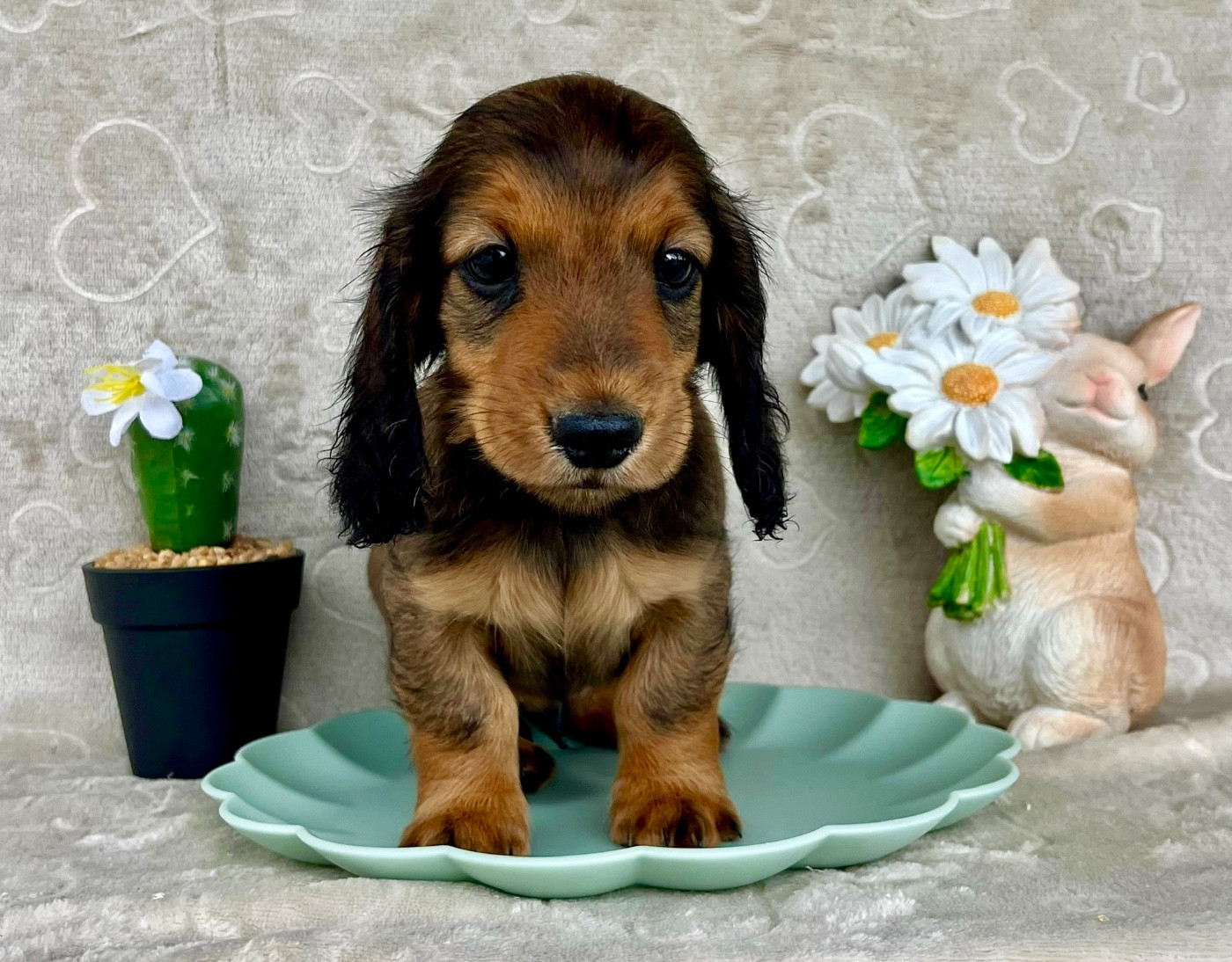 Des Vents D'Océan - Chiots disponibles - Teckel poil long