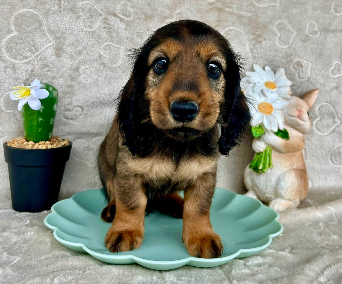 Des Vents D'Océan - Chiots disponibles - Teckel poil long