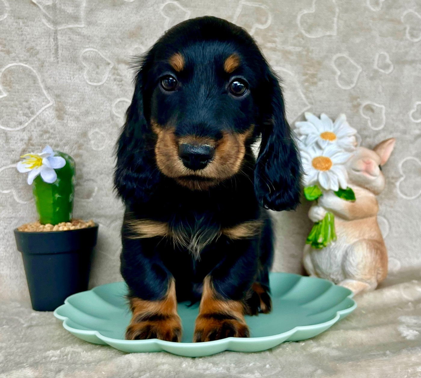 Des Vents D'Océan - Chiots disponibles - Teckel poil long