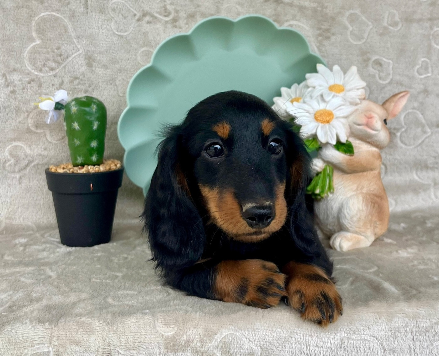 Des Vents D'Océan - Chiots disponibles - Teckel poil long