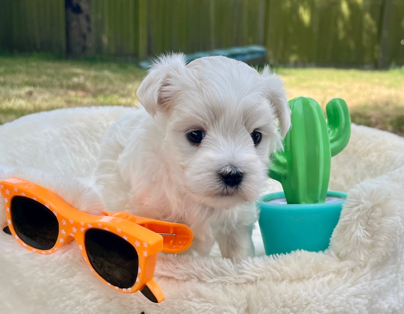 Des Vents D'Océan - Chiots disponibles - Bichon maltais