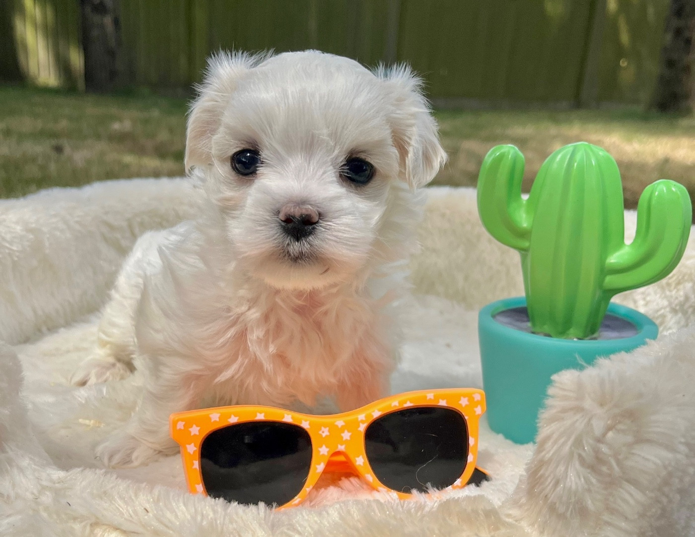 Des Vents D'Océan - Chiots disponibles - Bichon maltais