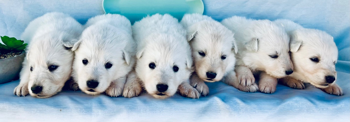Des Vents D'Océan - Chiots disponibles - Berger Blanc Suisse