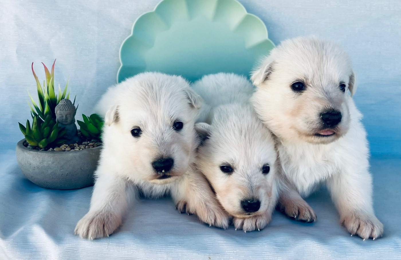 Des Vents D'Océan - Chiots disponibles - Berger Blanc Suisse
