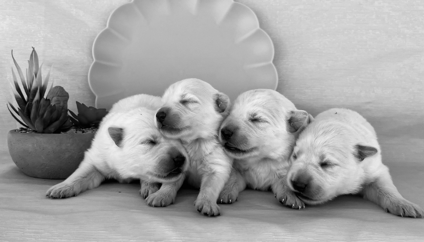 Des Vents D'Océan - Chiots disponibles - Berger Blanc Suisse