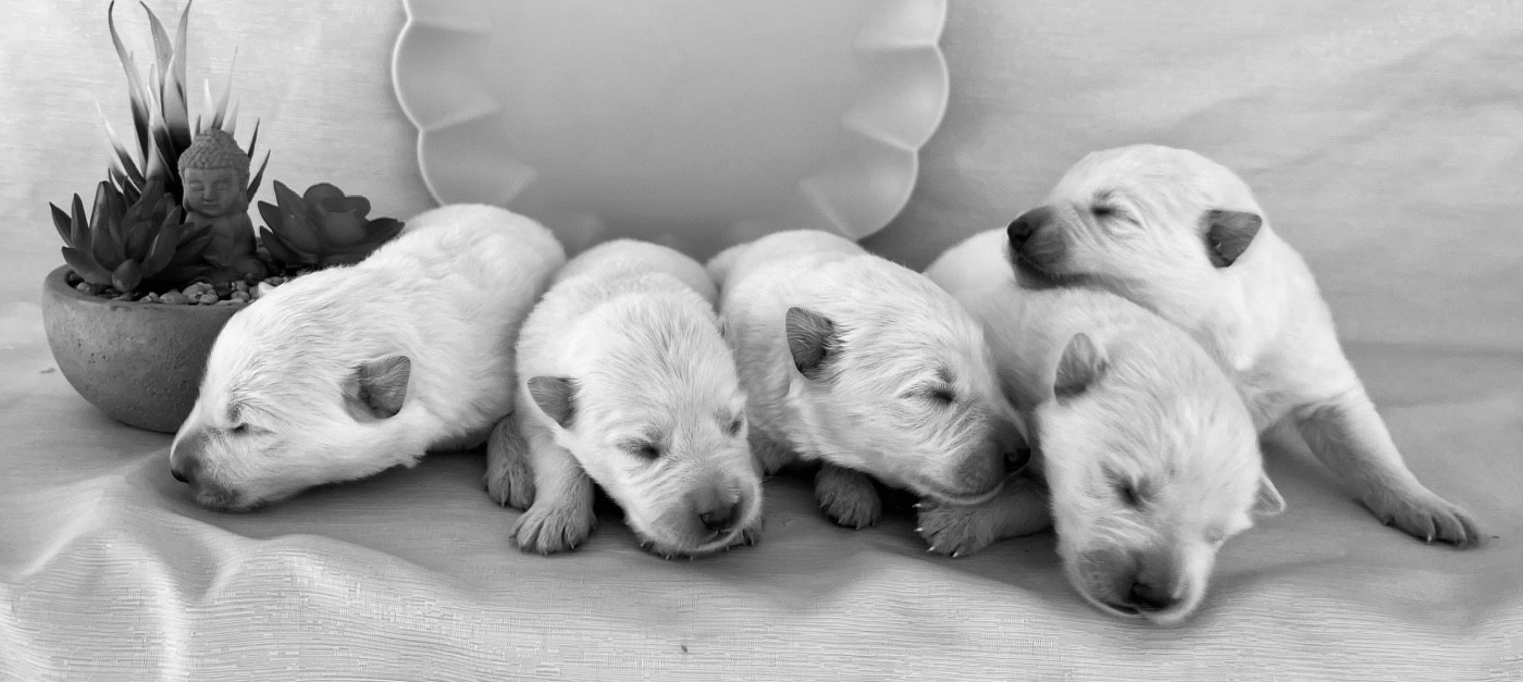 Des Vents D'Océan - Chiots disponibles - Berger Blanc Suisse