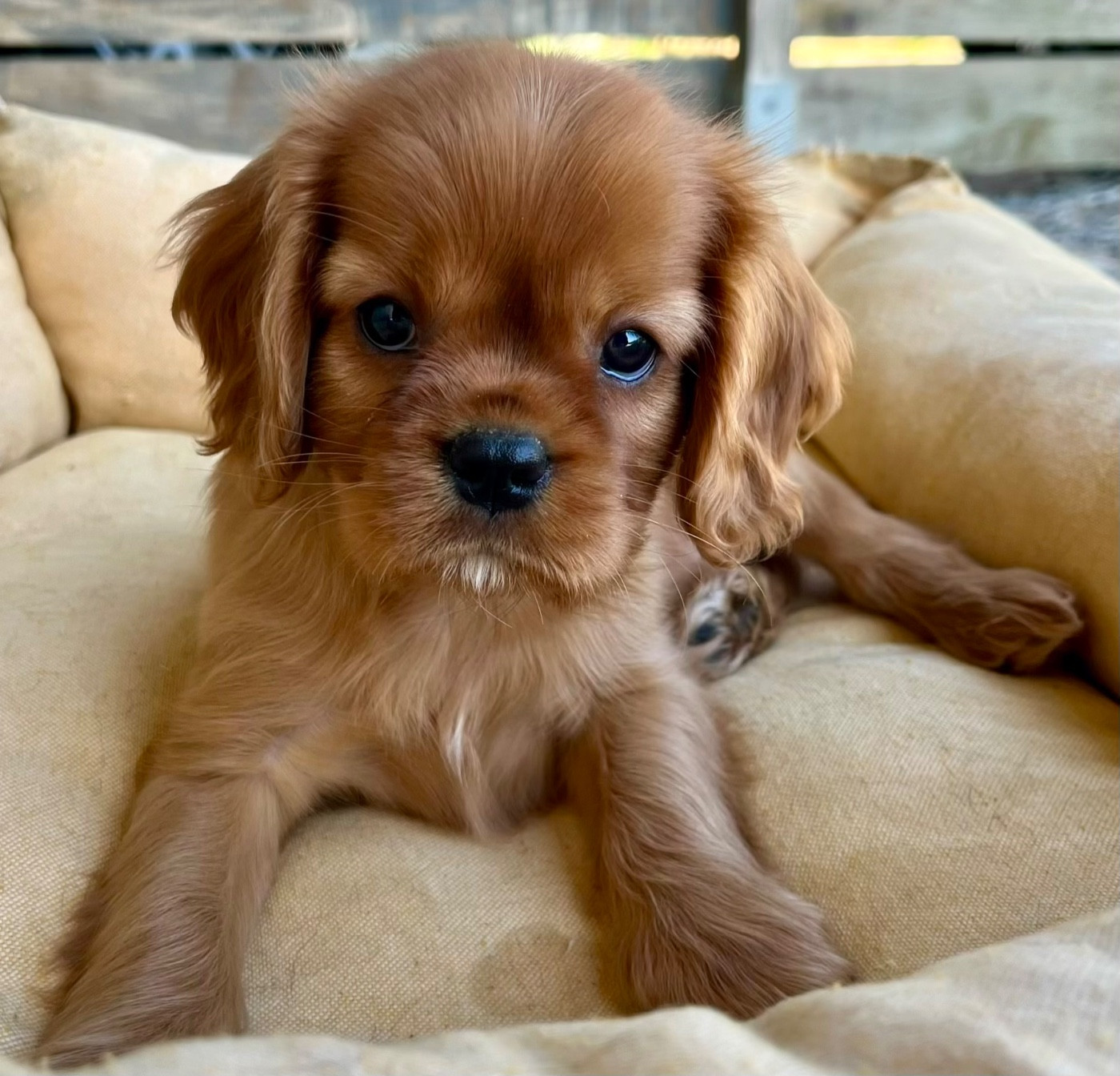 Des Vents D'Océan - Chiots disponibles - Cavalier King Charles Spaniel