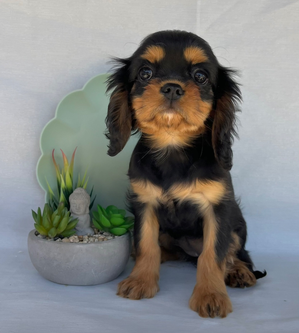 Des Vents D'Océan - Chiots disponibles - Cavalier King Charles Spaniel