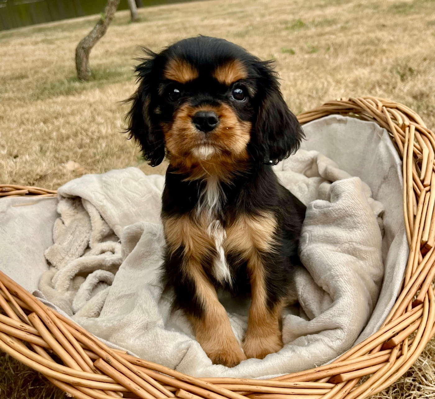 Des Vents D'Océan - Chiots disponibles - Cavalier King Charles Spaniel