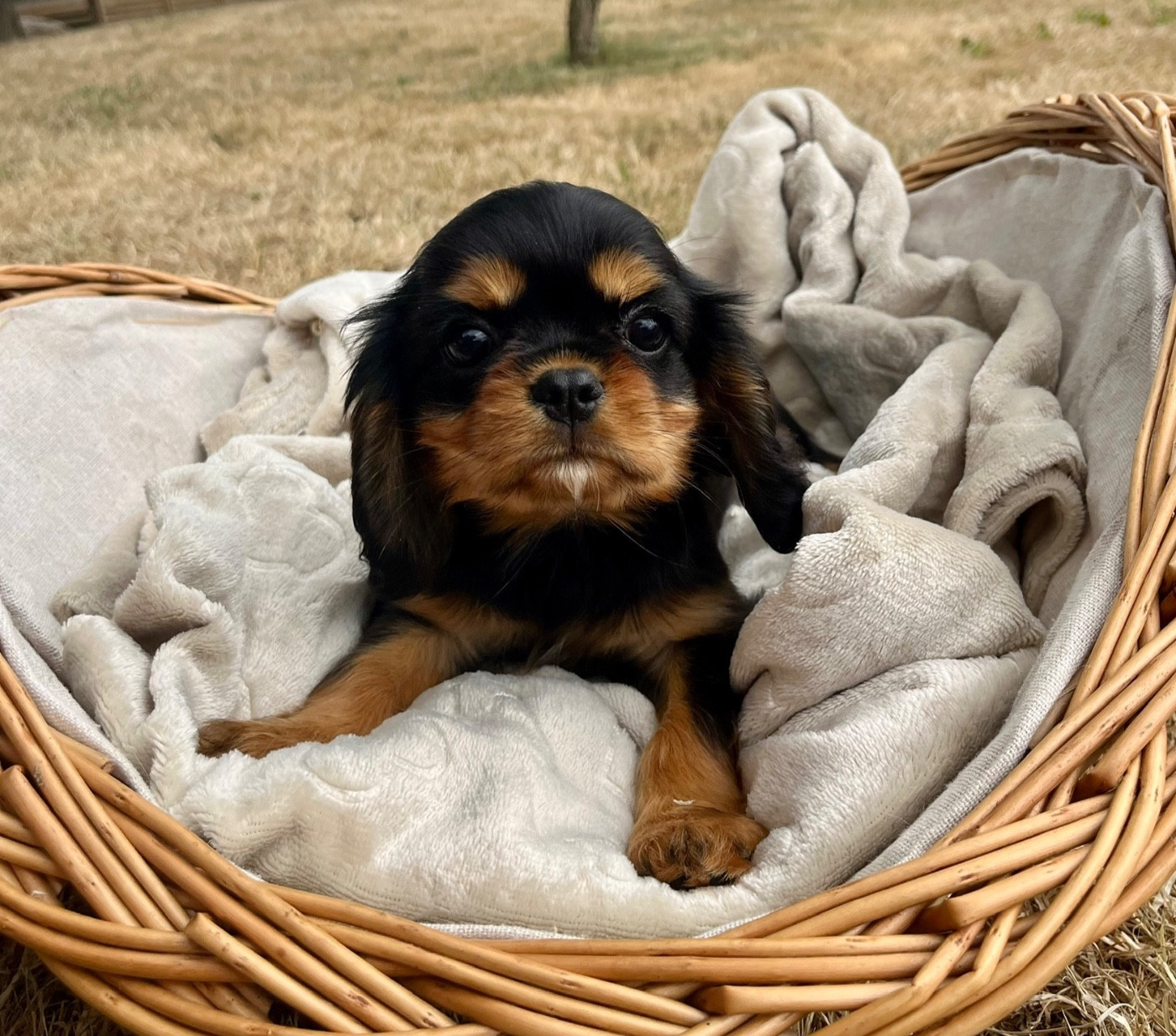 Des Vents D'Océan - Chiots disponibles - Cavalier King Charles Spaniel