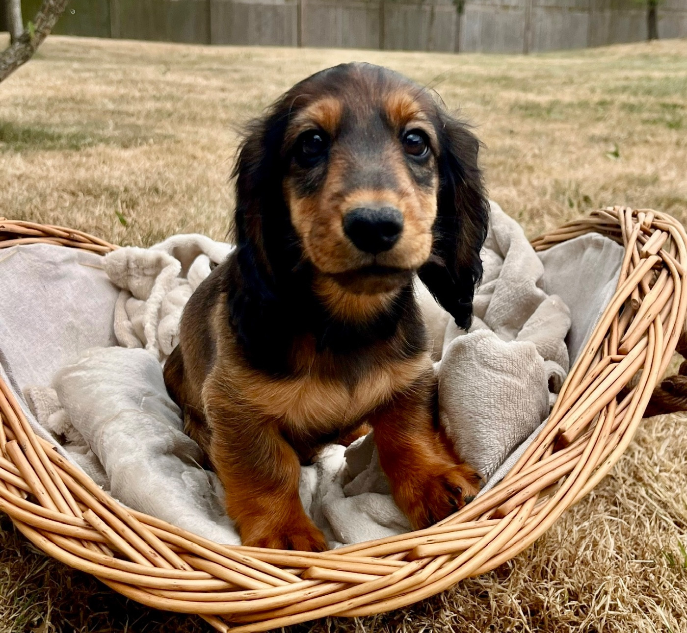 Des Vents D'Océan - Chiots disponibles - Teckel poil long