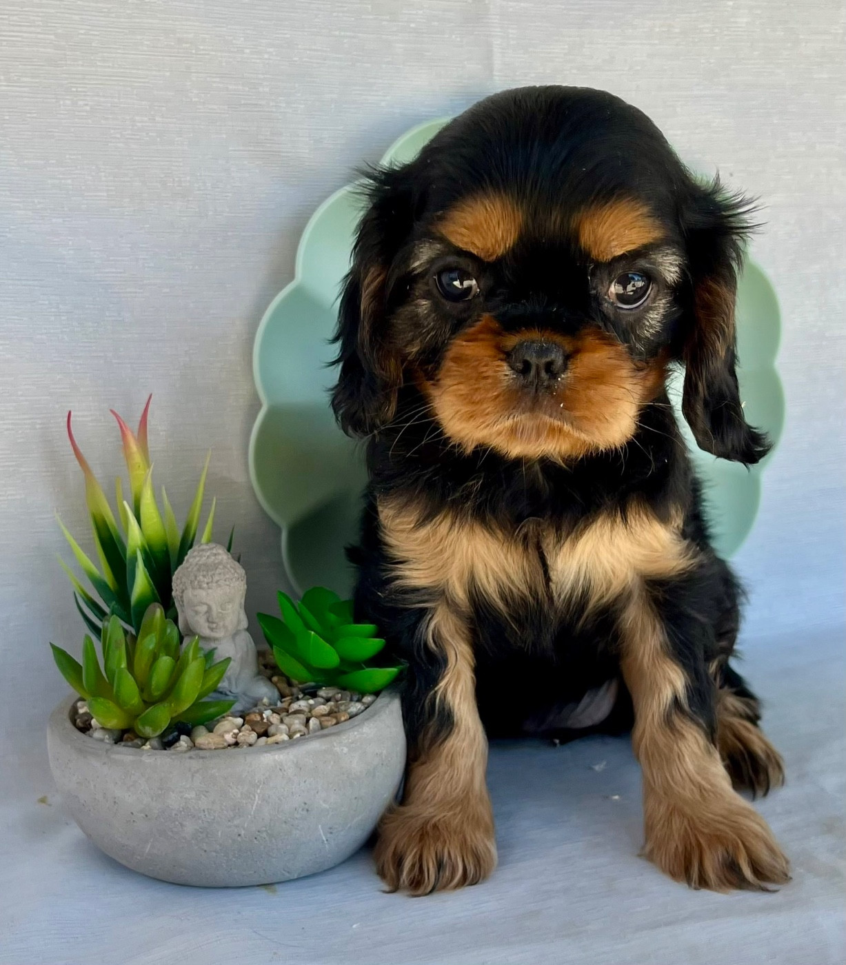 Des Vents D'Océan - Chiots disponibles - Cavalier King Charles Spaniel