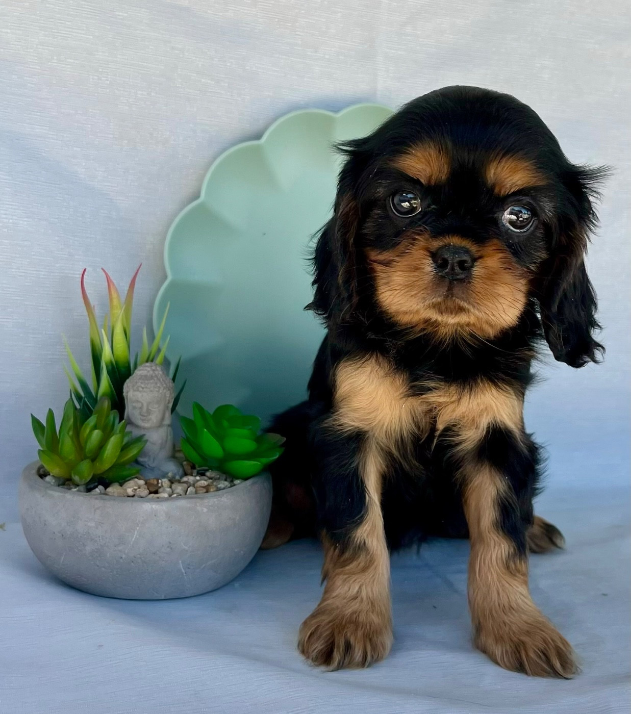 Des Vents D'Océan - Chiots disponibles - Cavalier King Charles Spaniel