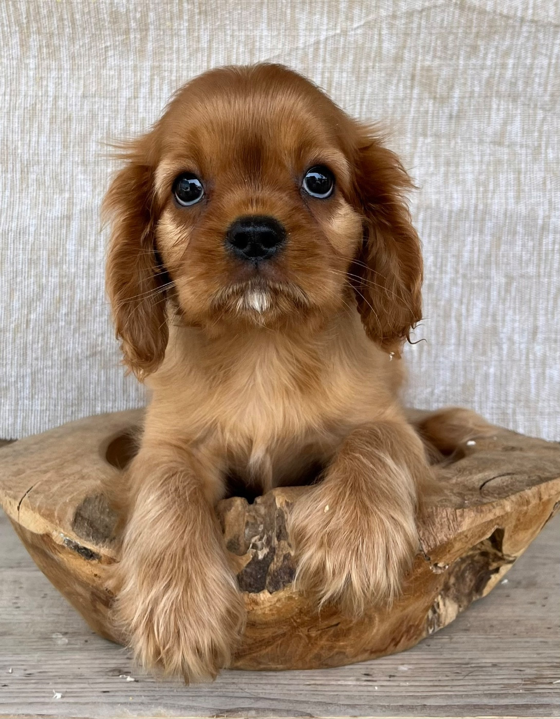 Des Vents D'Océan - Chiots disponibles - Cavalier King Charles Spaniel