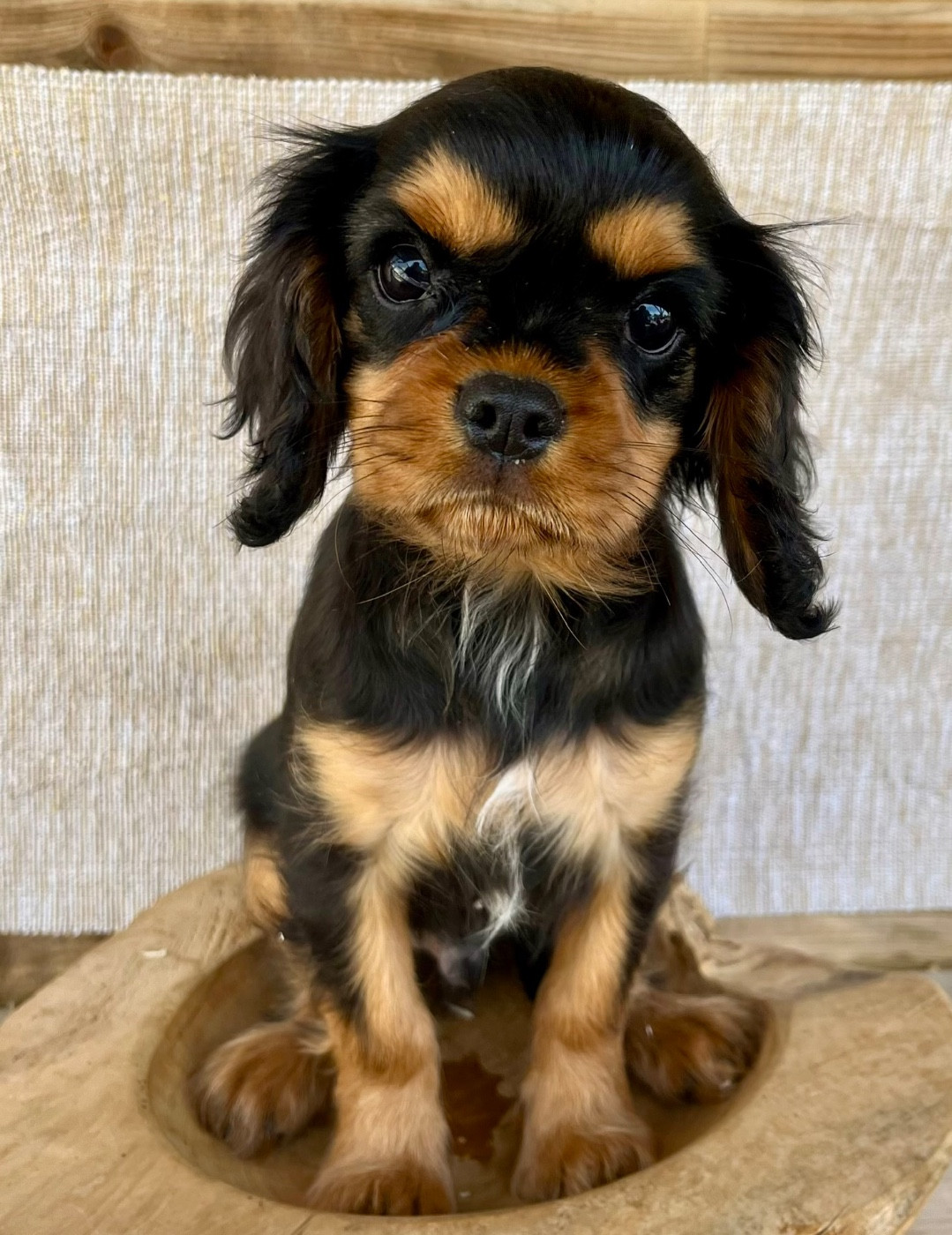 Des Vents D'Océan - Chiots disponibles - Cavalier King Charles Spaniel