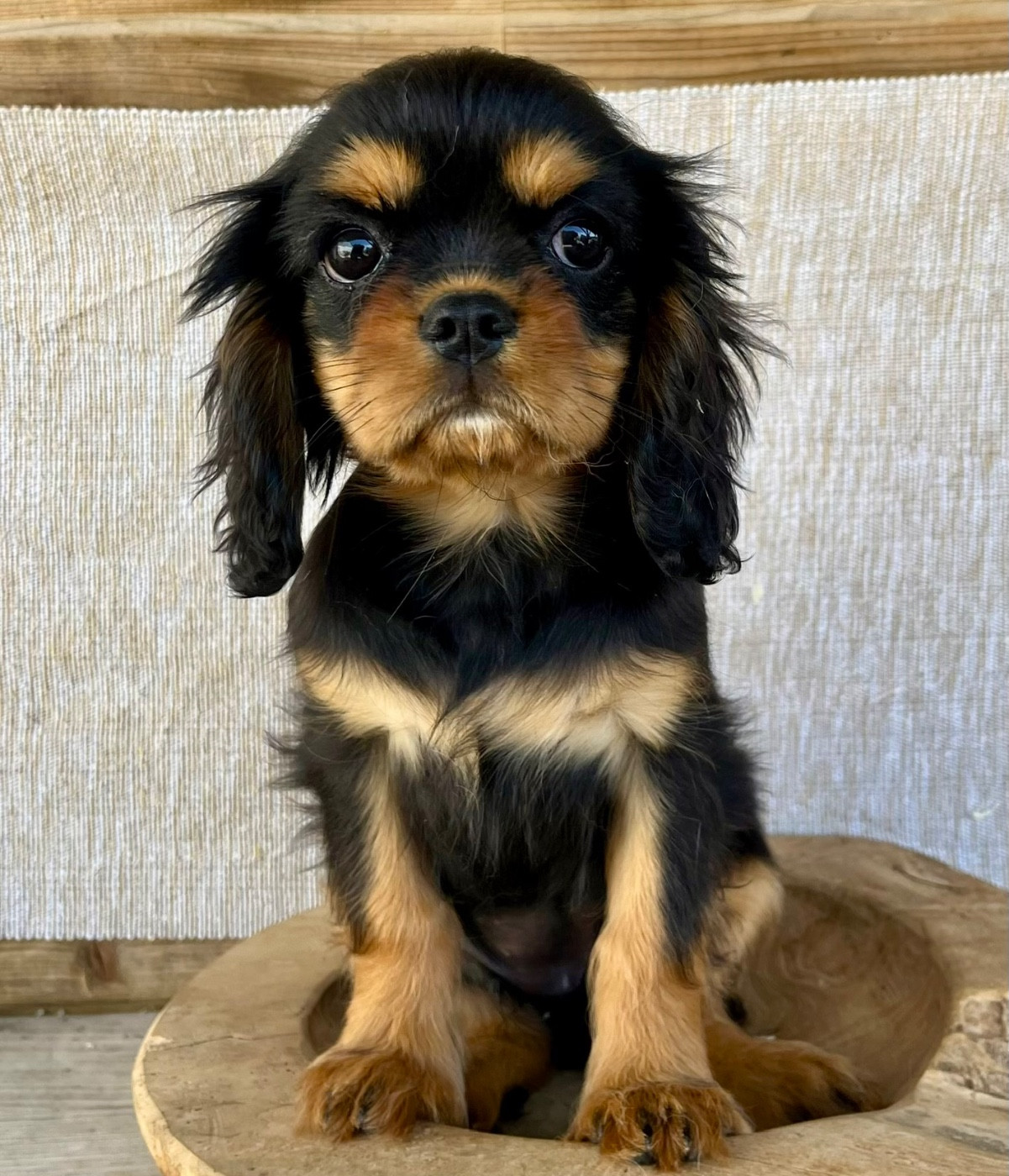 Des Vents D'Océan - Chiots disponibles - Cavalier King Charles Spaniel