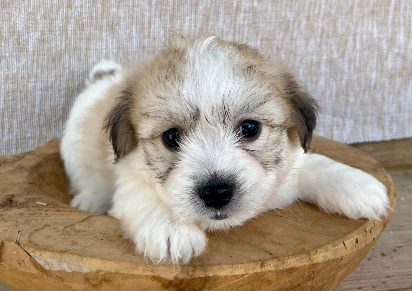 Des Vents D'Océan - Chiots disponibles - Coton de Tulear
