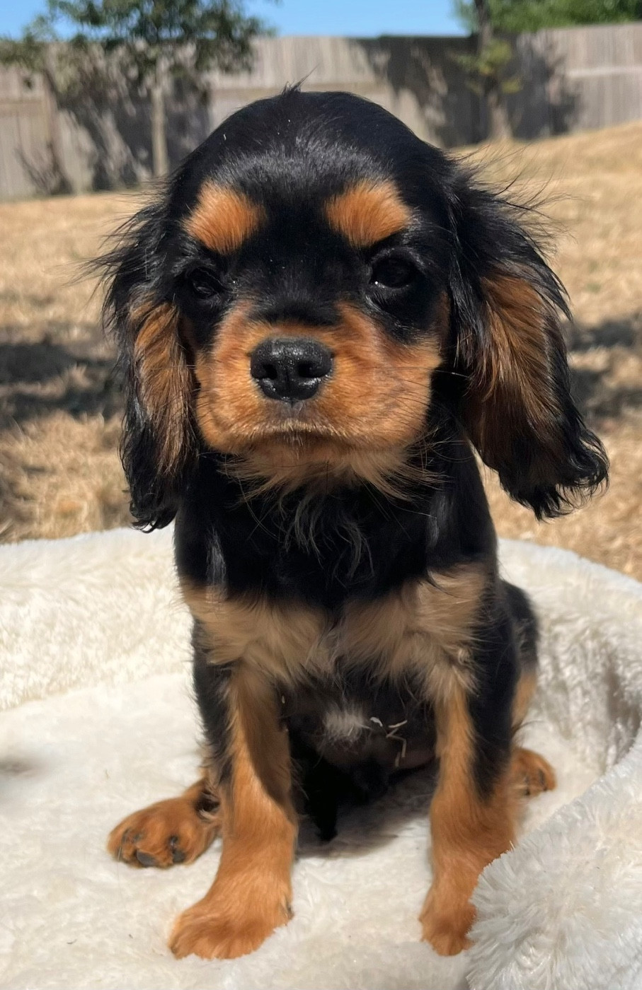 Des Vents D'Océan - Chiots disponibles - Cavalier King Charles Spaniel
