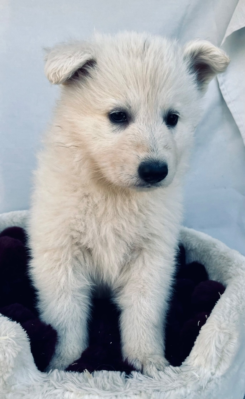 Des Vents D'Océan - Chiots disponibles - Berger Blanc Suisse